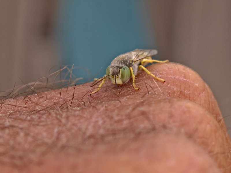 Swakopmund, Wasp